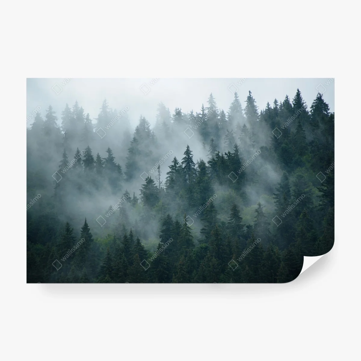 Papier peint brume matinale sur la forêt de sapins – Wallnifity® Papier peint brume matinale sur la forêt de sapins – Wallnifity®