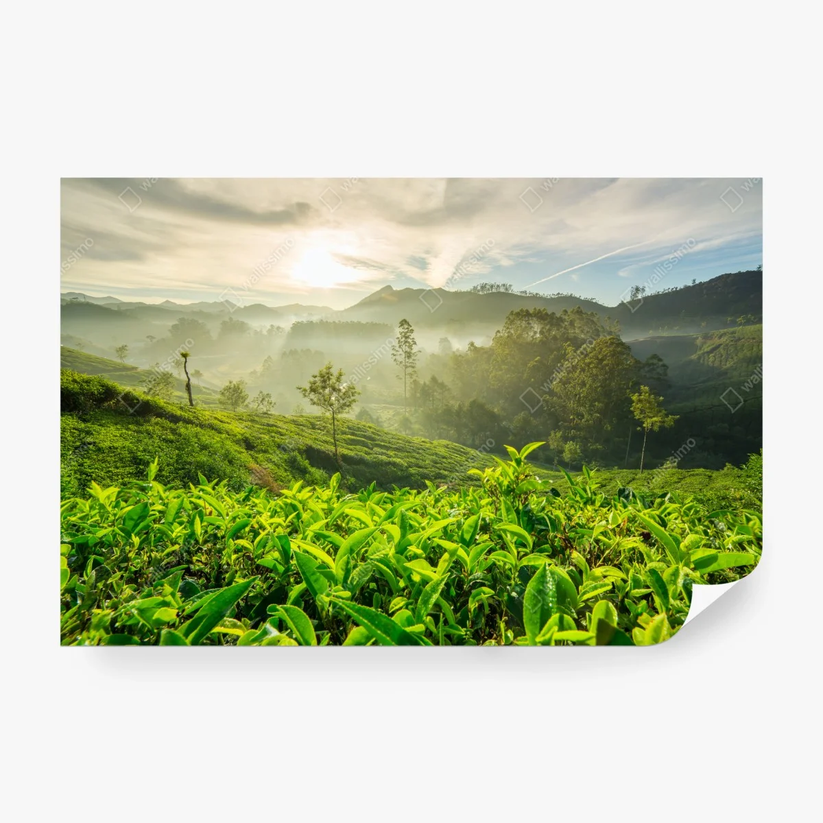 Papier peint lever de soleil sur les plantations de thé à Munnar, Kerala, Inde – Wallnifity®