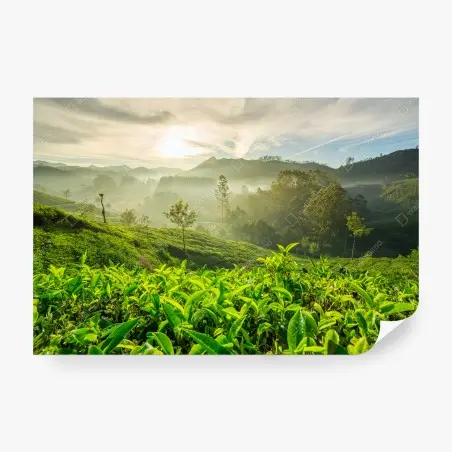 Papier peint lever de soleil sur les plantations de thé à Munnar, Kerala, Inde – Wallnifity®