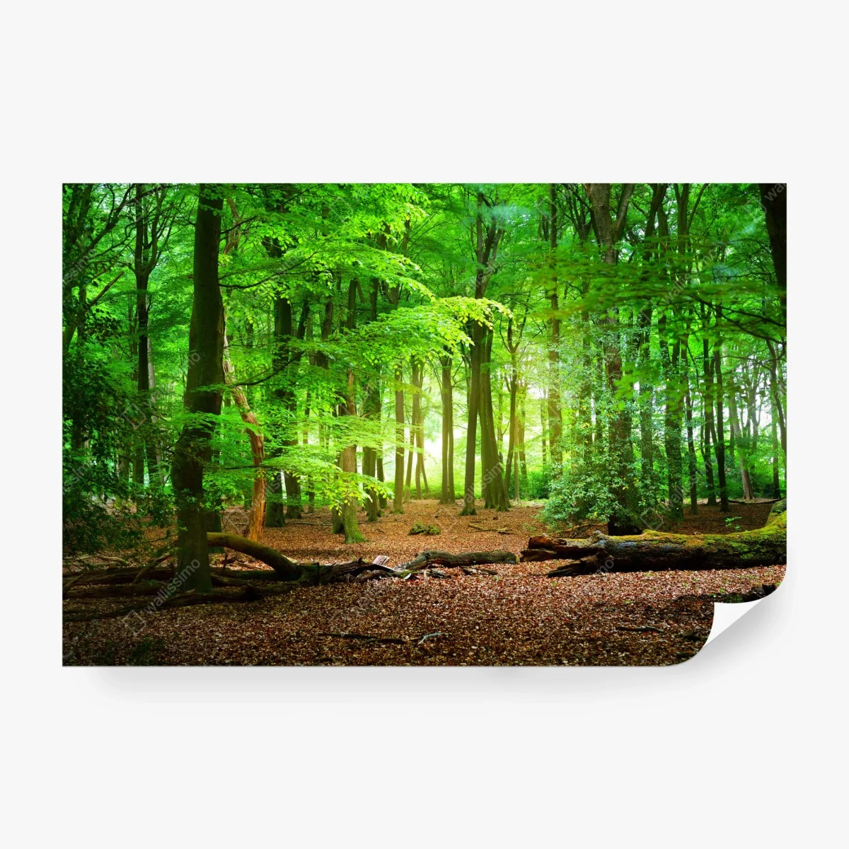 Papier peint clairière verdoyante au lever du jour – Wallnifity®