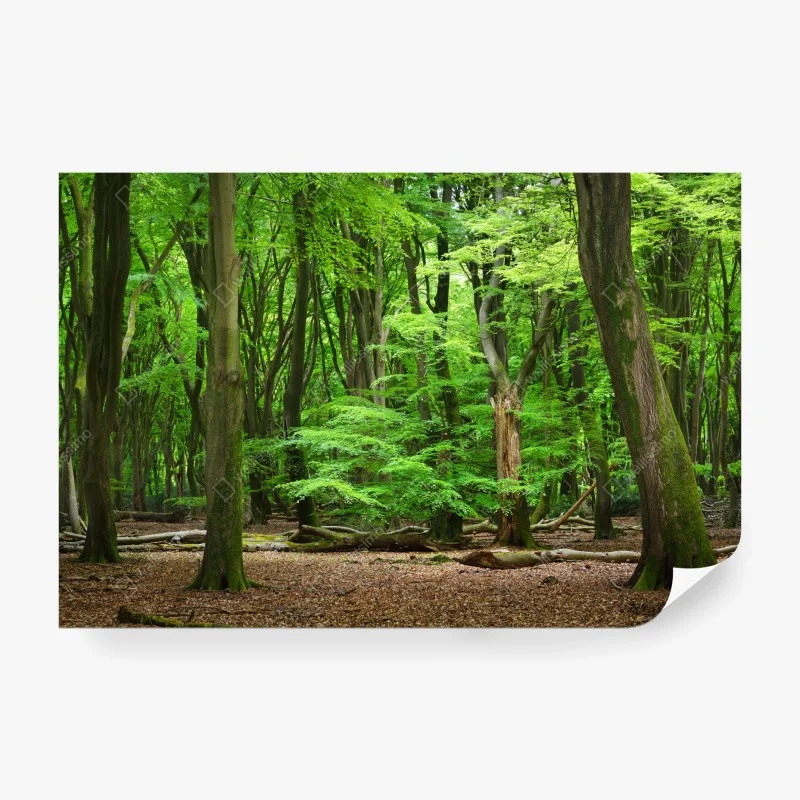 Papier peint refuge verdoyant en forêt – Wallnifity® Papier peint refuge verdoyant en forêt – Wallnifity®