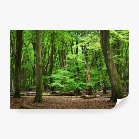 Papier peint refuge verdoyant en forêt – Wallnifity®