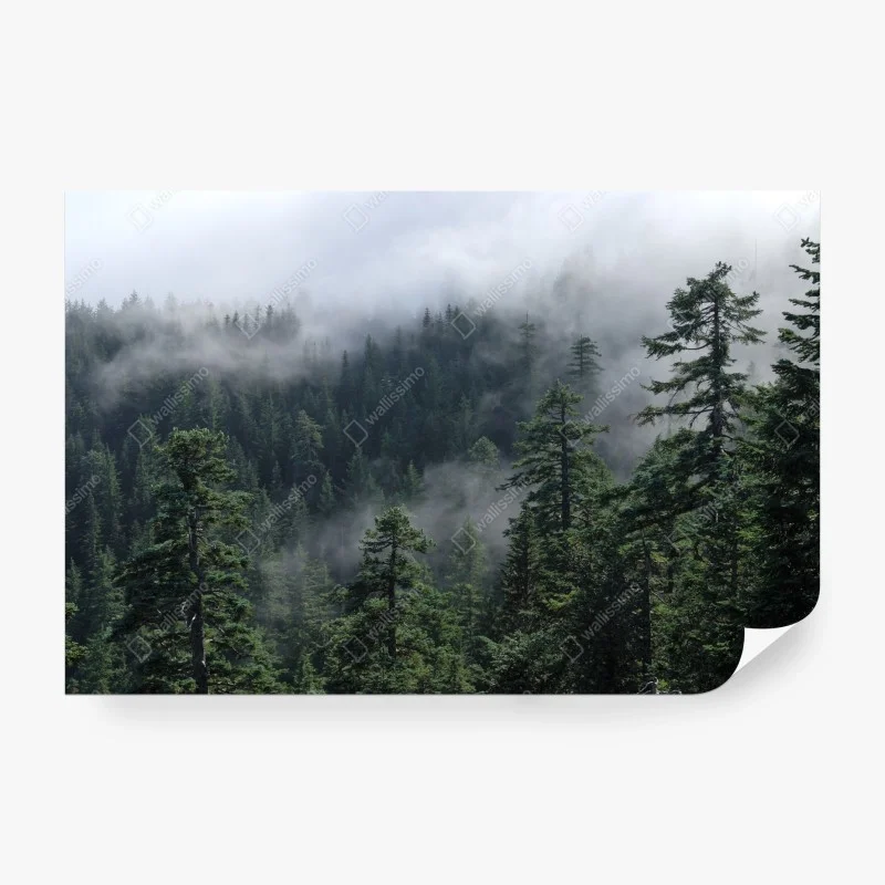 Papier peint brume éternelle sur la forêt de Larch Mount, Oregon – Wallnifity® Papier peint brume éternelle sur la forêt de Larch Mount, Oregon – Wallnifity®
