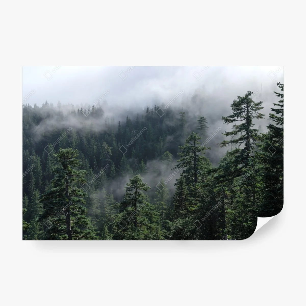 Papier peint brume éternelle sur la forêt de Larch Mount, Oregon – Wallnifity® Papier peint brume éternelle sur la forêt de Larch Mount, Oregon – Wallnifity®