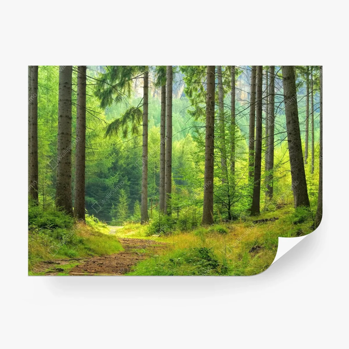 Papier peint sentier lumineux en forêt – Wallnifity®