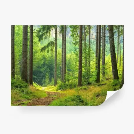 Papier peint sentier lumineux en forêt – Wallnifity®