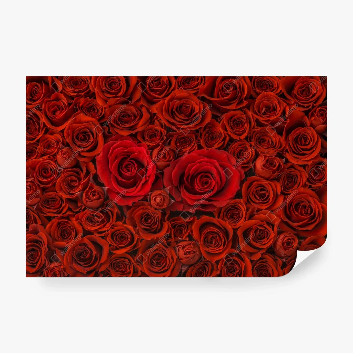 Papier peint mur floral de roses rouges – Wallnifity® Papier peint mur floral de roses rouges – Wallnifity®