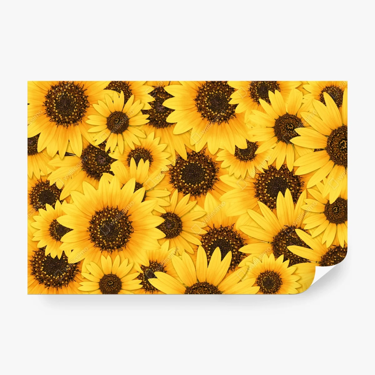Papier peint éclat de tournesols jaunes – Wallnifity® Papier peint éclat de tournesols jaunes – Wallnifity®