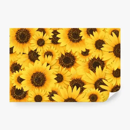 Papier peint éclat de tournesols jaunes – Wallnifity®