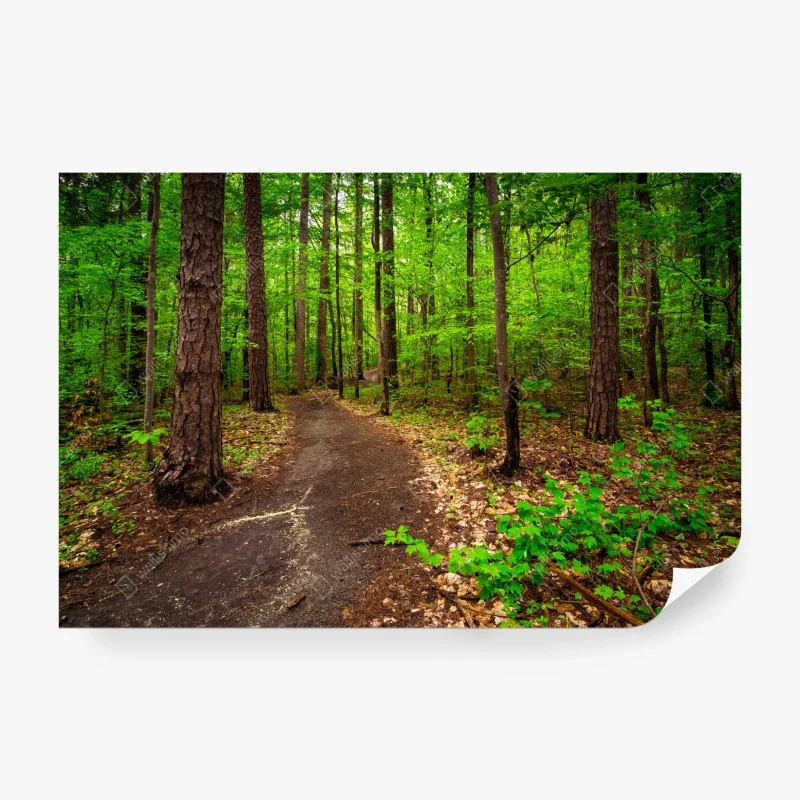 Papier peint sentier forestier verdoyant – Wallnifity® Papier peint sentier forestier verdoyant – Wallnifity®