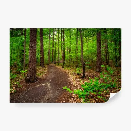 Papier peint sentier forestier verdoyant – Wallnifity®