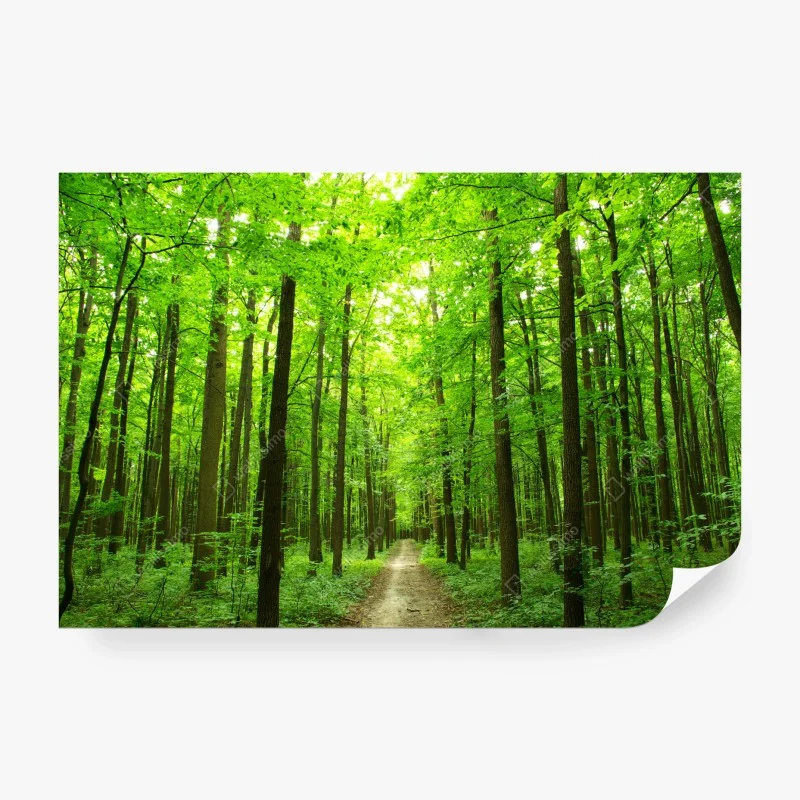 Papier peint chemin forestier verdoyant au cœur de la nature – Wallnifity®