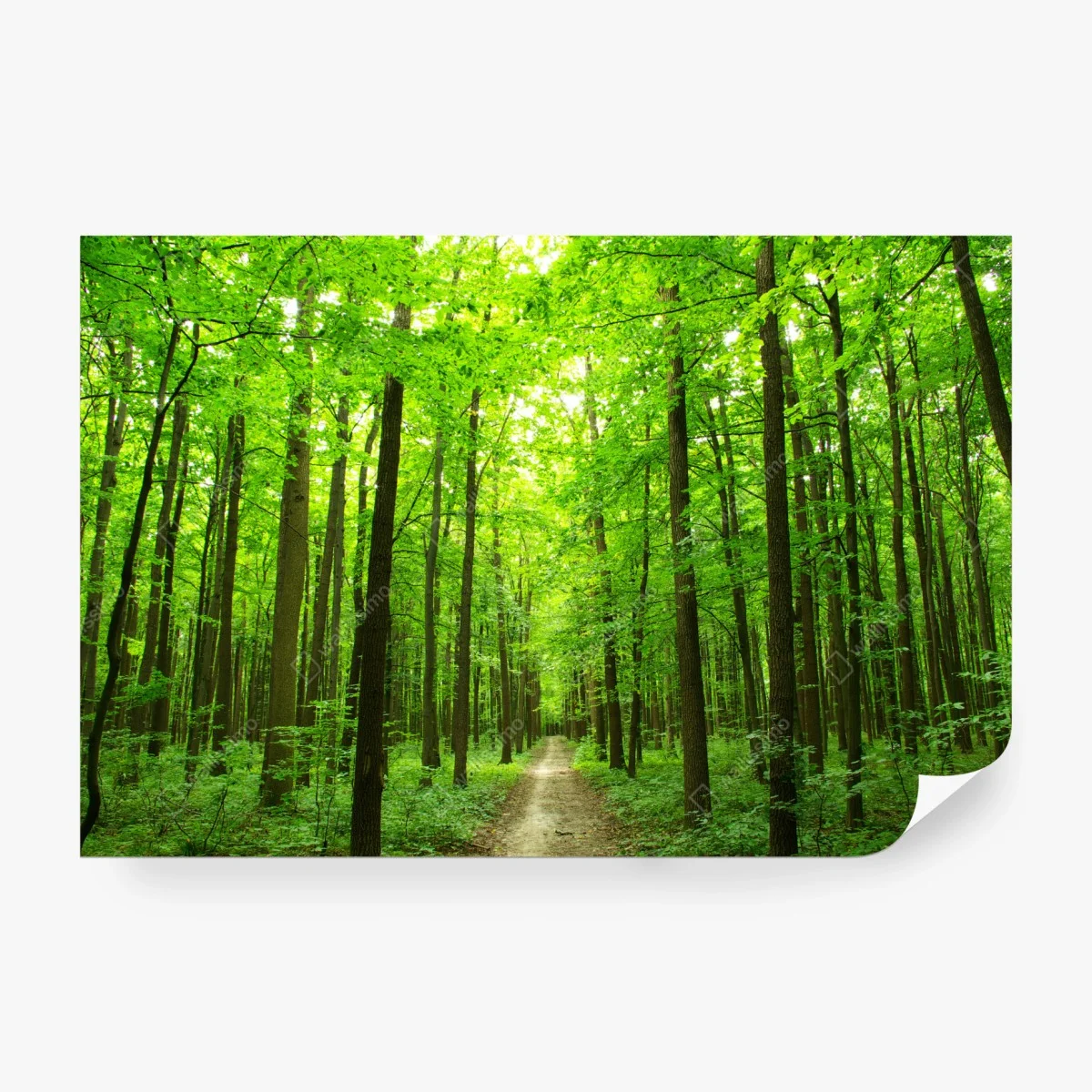 Papier peint chemin forestier verdoyant au cœur de la nature – Wallnifity®