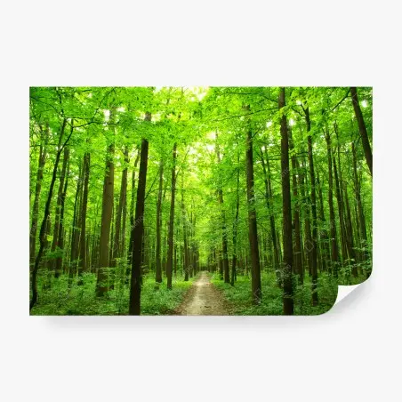 Papier peint chemin forestier verdoyant au cœur de la nature – Wallnifity®