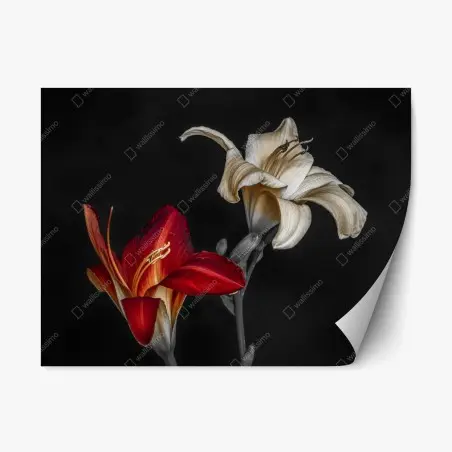 Sticker repositionnable duo de lys rouge et ivoire sur fond noir – Wallnifity®