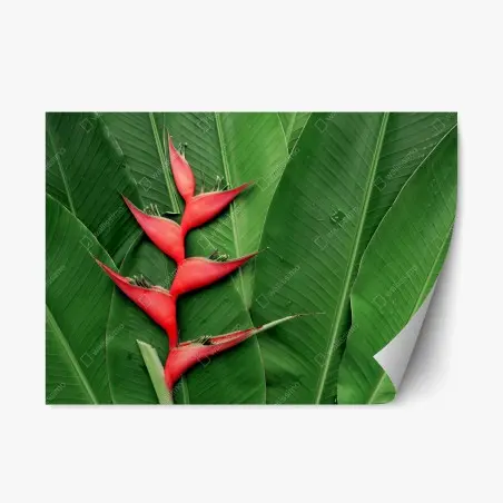 Sticker repositionnable héliconia rouge sur feuillage tropical – Wallnifity®