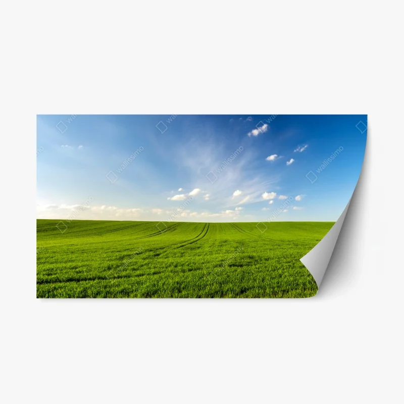 Sticker repositionnable panorama champ de blé vert au printemps – Wallnifity®