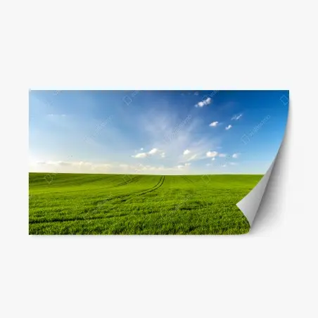 Sticker repositionnable panorama champ de blé vert au printemps – Wallnifity®