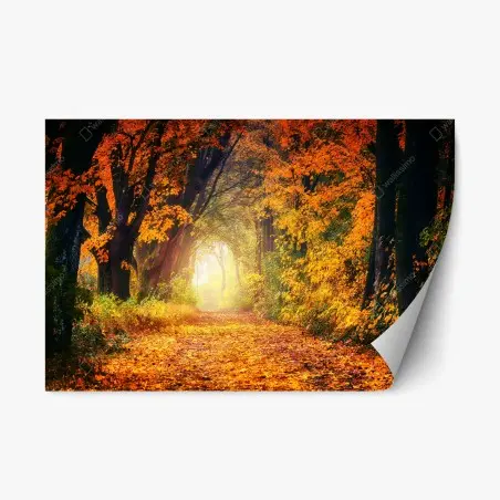Sticker repositionnable allée d'automne baignée de lumière – Wallnifity®