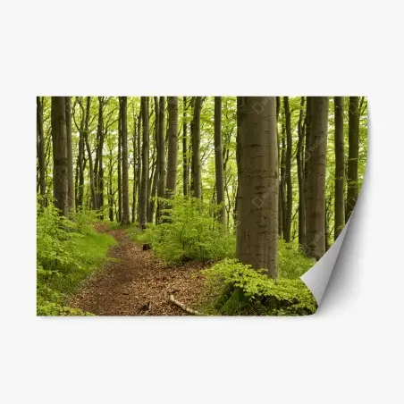 Sticker repositionnable sentier dans la forêt verdoyante – Wallnifity®