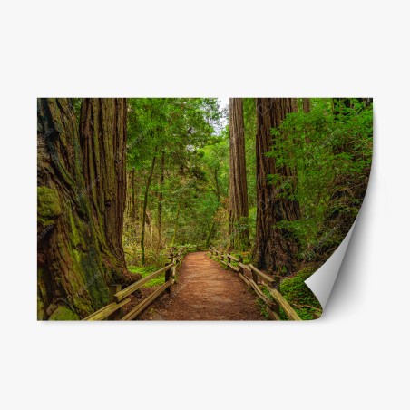 Sticker repositionnable promenade sous les séquoias centenaires – Wallnifity®