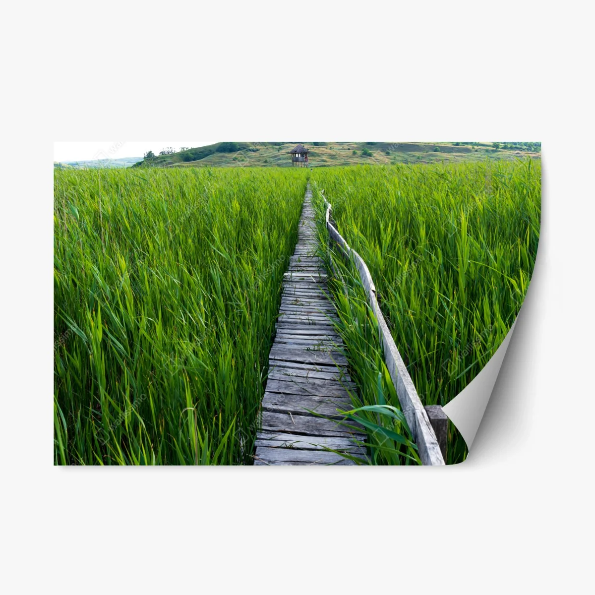 Sticker repositionnable chemin de bois au milieu des hautes herbes – Wallnifity® Sticker repositionnable chemin de bois au milieu des hautes herbes – Wallnifity®