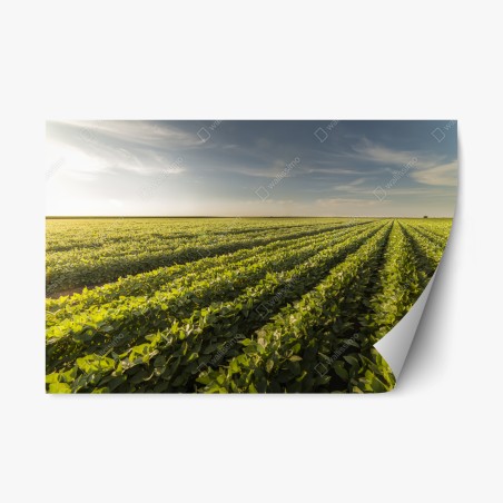 Sticker repositionnable champ de soja au coucher du soleil – Wallnifity®