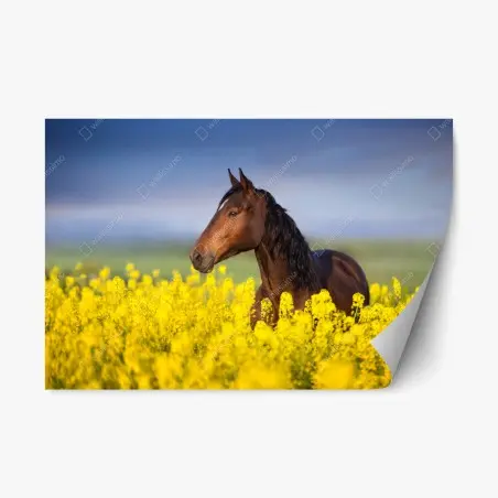 Sticker repositionnable cheval bai dans un champ de colza – Wallnifity®