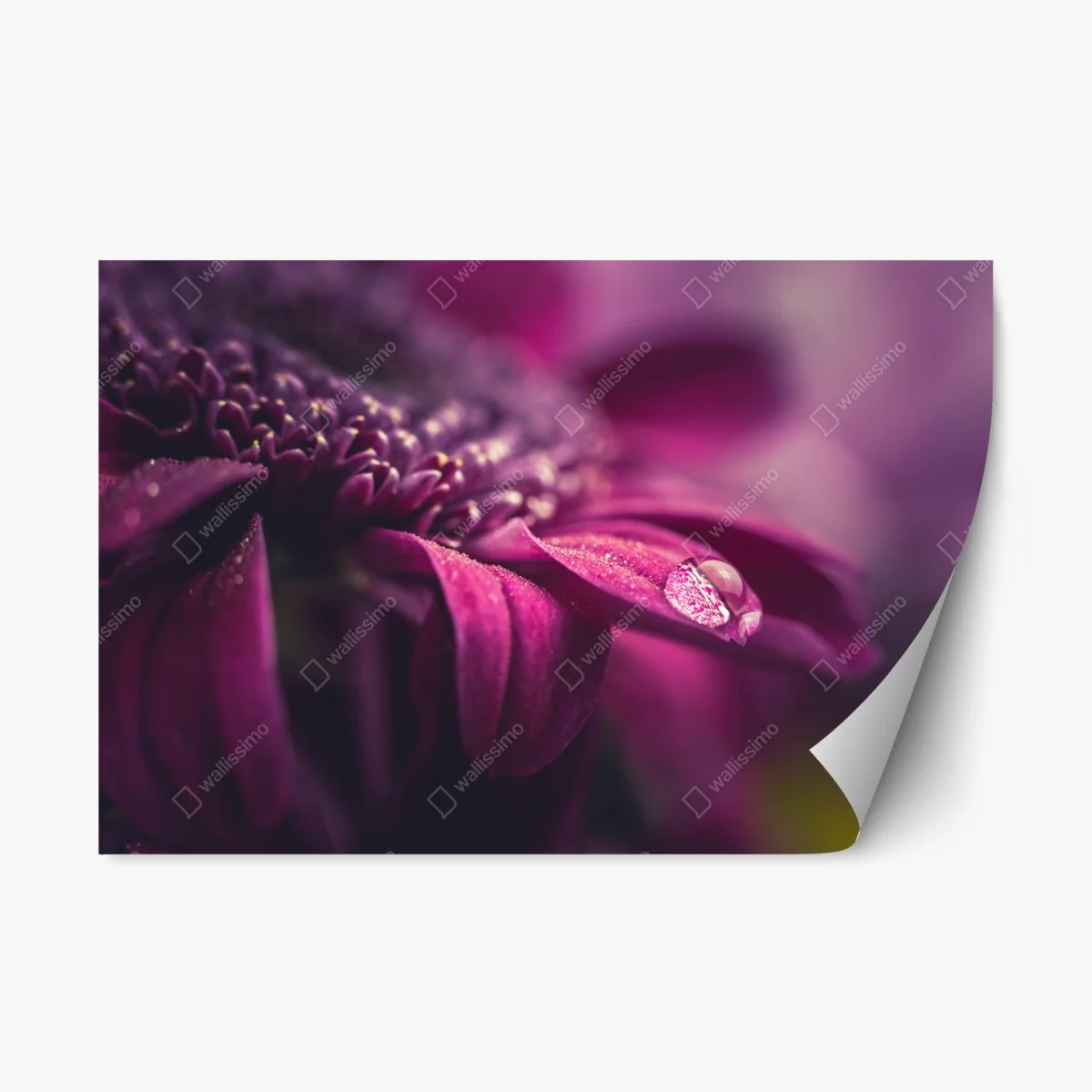 Sticker repositionnable goutte de rosée sur pétale pourpre – Wallnifity® Sticker repositionnable goutte de rosée sur pétale pourpre – Wallnifity®