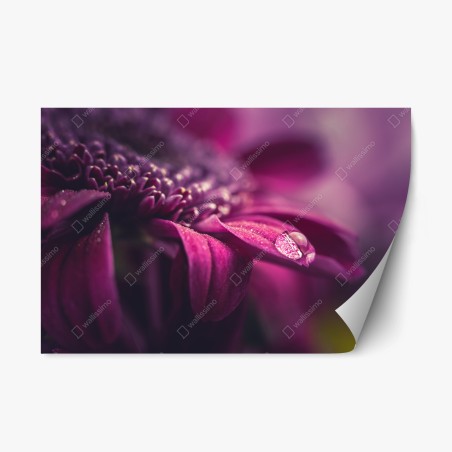 Sticker repositionnable goutte de rosée sur pétale pourpre – Wallnifity®