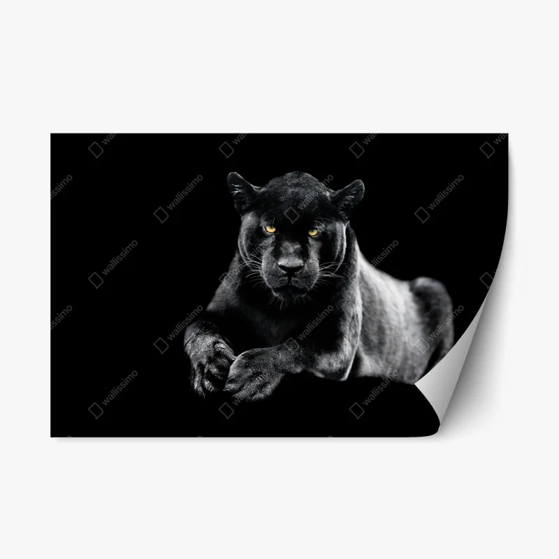 Animaux sauvages – Wallnifity®