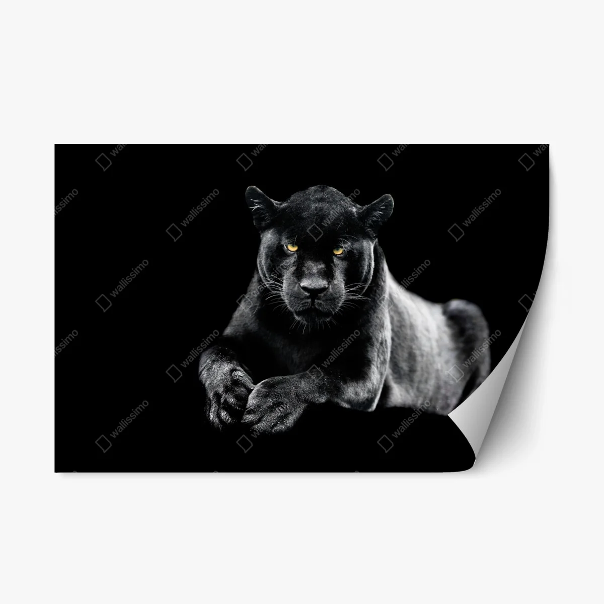 Sticker repositionnable regard perçant du jaguar noir – Wallnifity® Sticker repositionnable regard perçant du jaguar noir – Wallnifity®