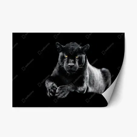 Sticker repositionnable regard perçant du jaguar noir – Wallnifity®