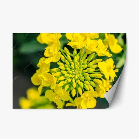 Sticker repositionnable fleur de colza en gros plan – Wallnifity®