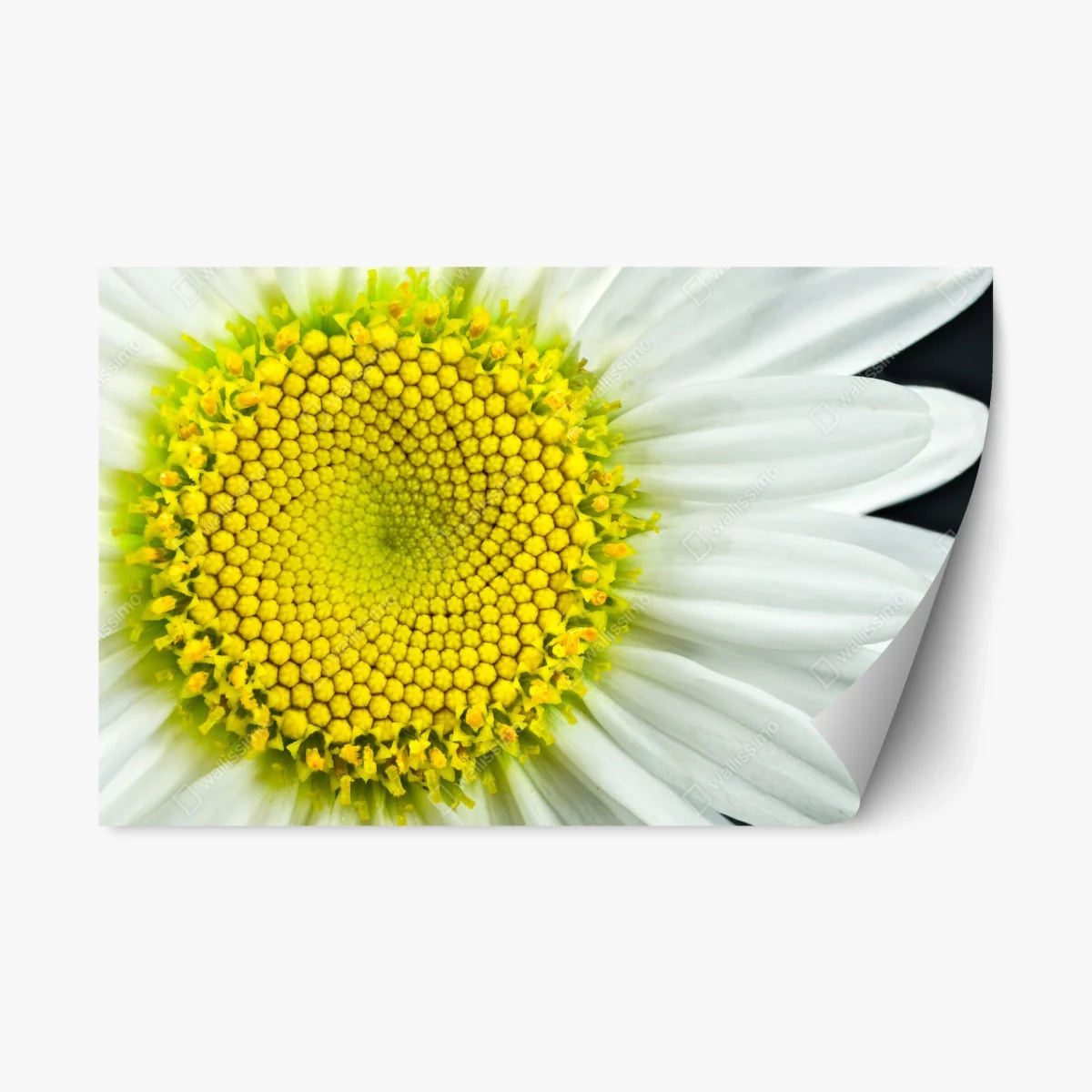 Sticker repositionnable marguerite en gros plan : spirale botanique – Wallnifity® Sticker repositionnable marguerite en gros plan : spirale botanique – Wallnifity®