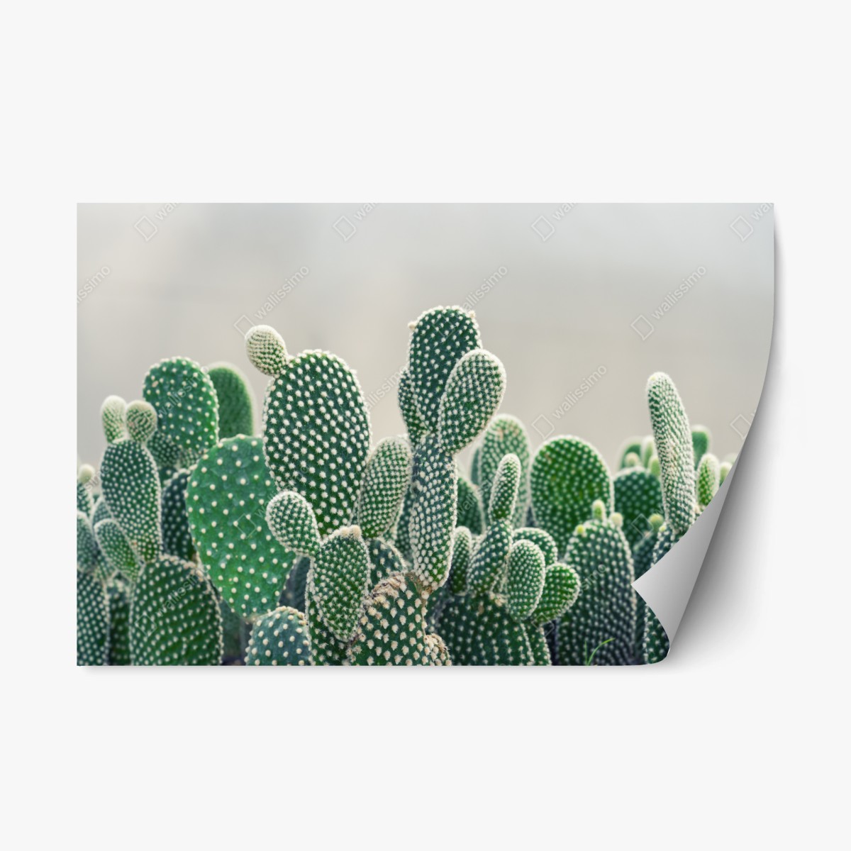 Sticker repositionnable opuntia en gros plan – élégance verte et texture – Wallnifity®