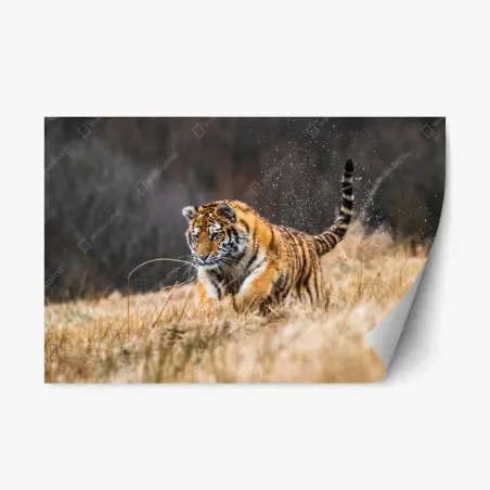 Sticker repositionnable tigre de Sibérie en plein élan – Wallnifity®