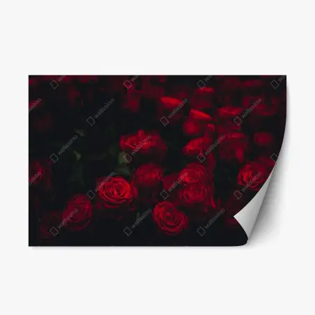 Sticker repositionnable roses rouges en clair-obscur – Wallnifity®