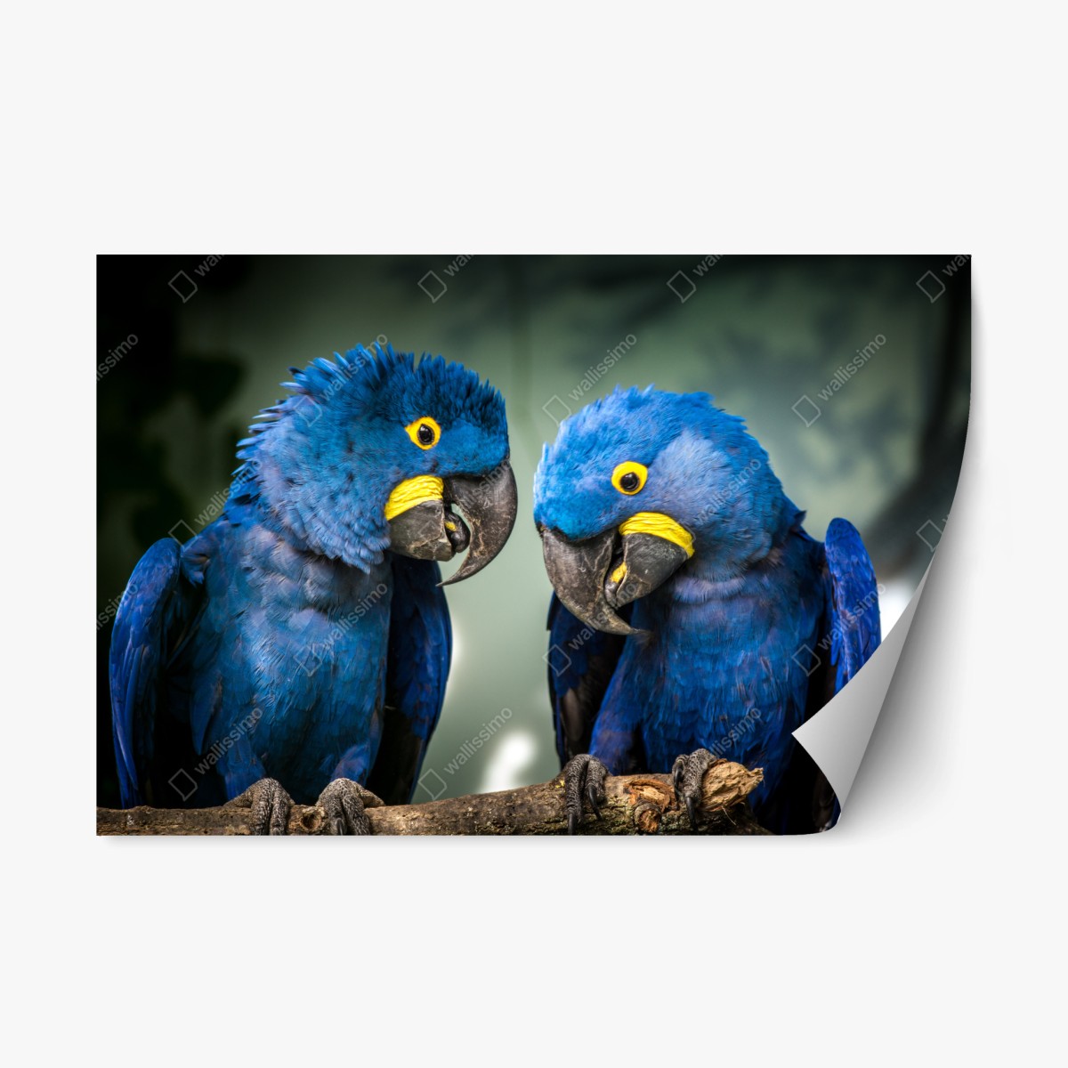 Sticker repositionnable duo d'aras hyacinthe au plumage bleu – Wallnifity®
