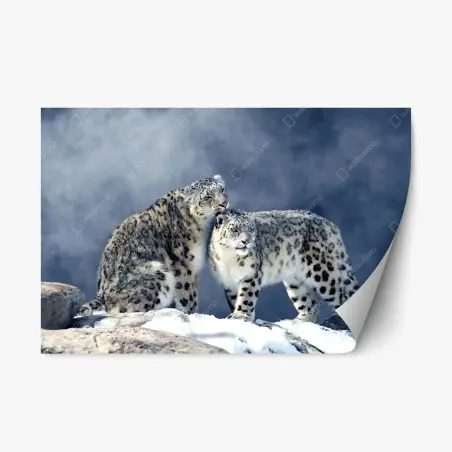 Sticker repositionnable deux léopards des neiges en harmonie – Wallnifity®