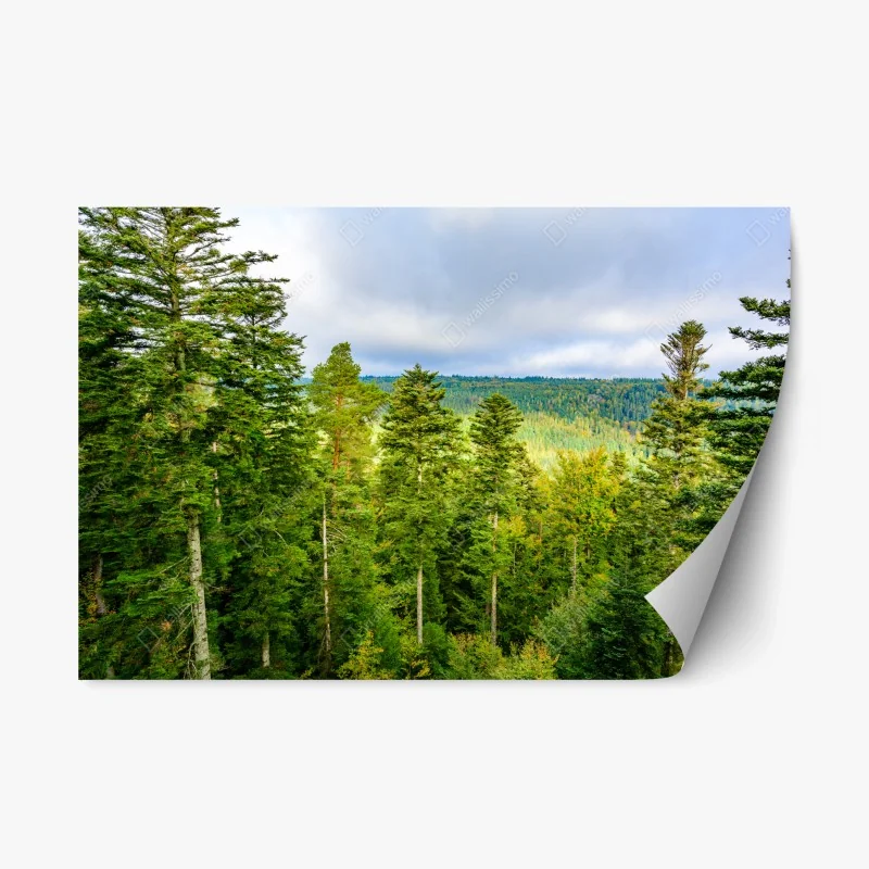 Nature – Wallnifity®