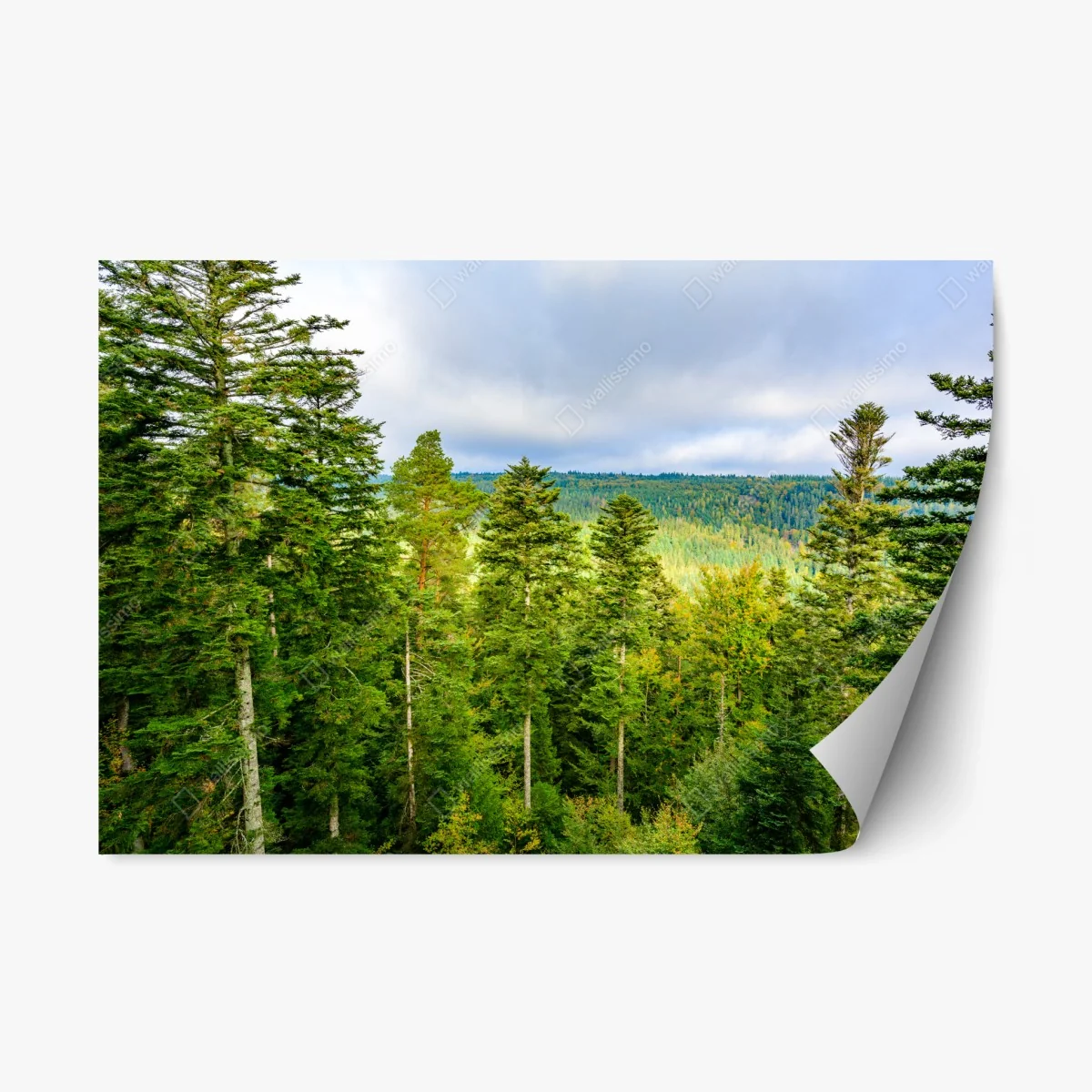 Sticker repositionnable paysage automnal de la Forêt-Noire – Wallnifity® Sticker repositionnable paysage automnal de la Forêt-Noire – Wallnifity®