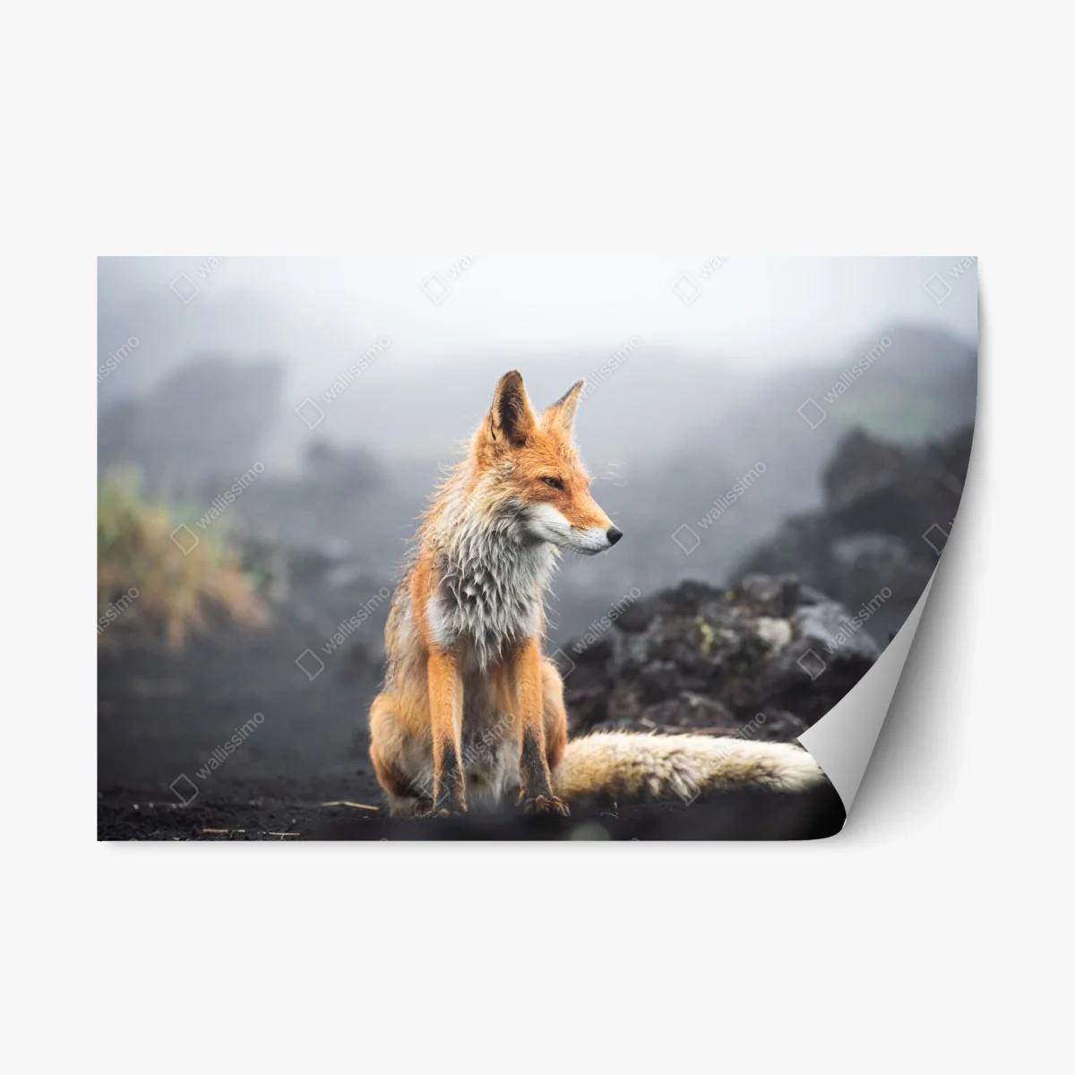 Sticker repositionnable renard roux dans la brume – Wallnifity® Sticker repositionnable renard roux dans la brume – Wallnifity®