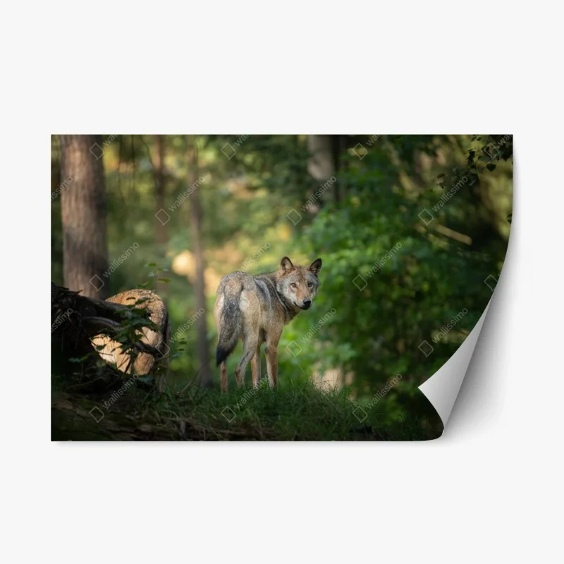 Animaux sauvages – Wallnifity®