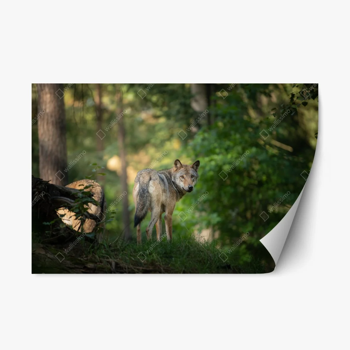 Sticker repositionnable portrait de loup dans une clairière boisée – Wallnifity® Sticker repositionnable portrait de loup dans une clairière boisée – Wallnifity®