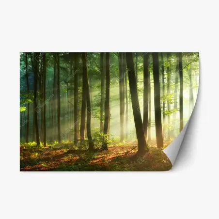 Sticker repositionnable forêt en lumière matinale – Wallnifity®