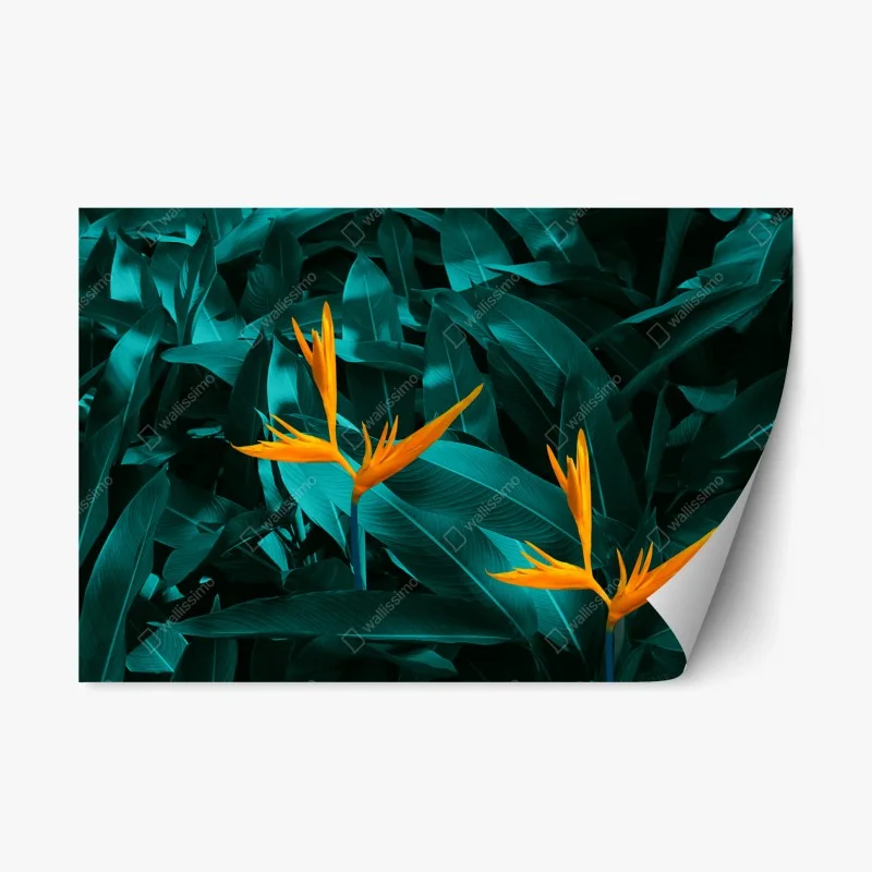Fleurs et plantes – Wallnifity®