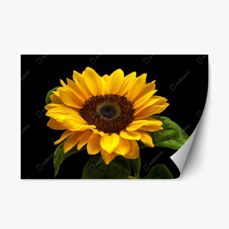 Sticker repositionnable éclat de tournesol sur fond noir – Wallnifity®