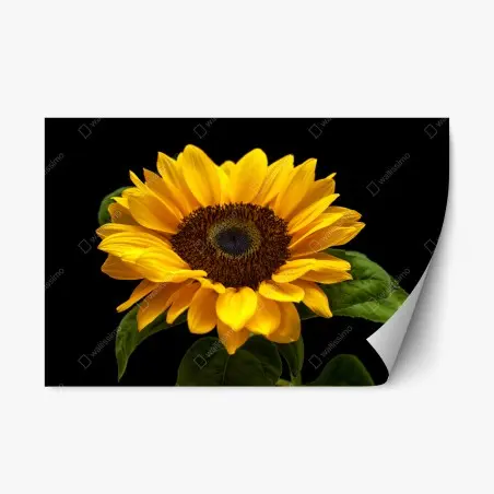 Sticker repositionnable éclat de tournesol sur fond noir – Wallnifity®