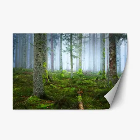 Sticker repositionnable brume mystique dans la forêt d'Alsace – Wallnifity®